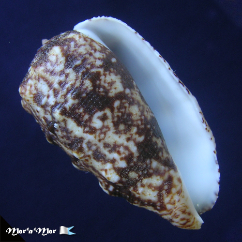 Morum tuberculosum Reeve, 1842