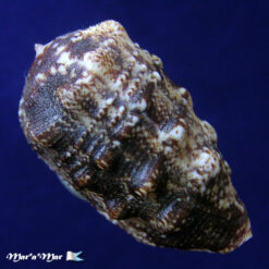 Morum tuberculosum Reeve, 1842 - Imagem 4
