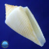 Conus bodarti Coltro, 2004