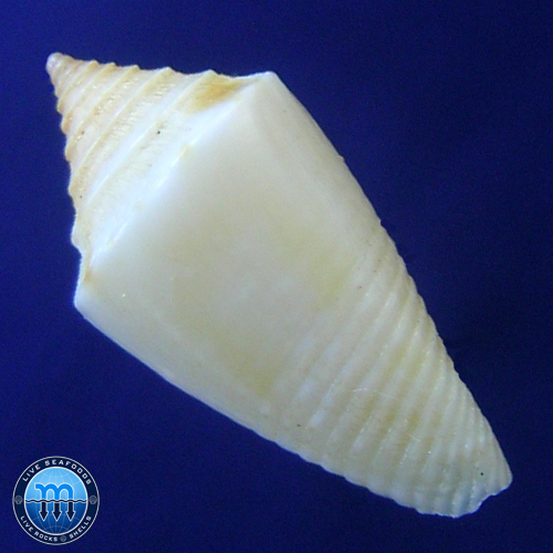 Conasprella sabulorum (Crabos, 2025) - Imagem 2